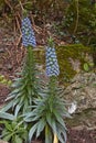 Echium fastuosum