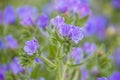 Echium plantagineum aka Purple Viper`s Bugloss