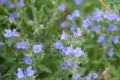 Echium plantagineum