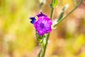 Echium plantagineum, commonly known as purple viper`s-bugloss or Paterson`s curse, is a species of Echium native to western and