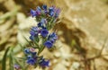 Echium plantagineum