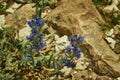 Echium plantagineum