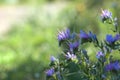 Echium Plantagineum.Echium plantagineum in full bloom with beautiful purple tones