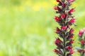 Echium russicum flower in field Royalty Free Stock Photo
