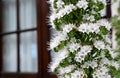 Echium simplex or White Tower of Jewells plant with beautiful flowers endemic to Tenerife on a blurred wooden window background.