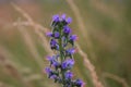 Echium vulgare a blue-flowering plant called Viper's Bugloss or Blue weed, Polish name ÃÂ¼mijowiec zwyczajny, blue weed.