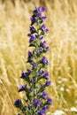 Echium vulgare