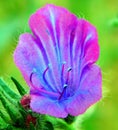 purple flower in the wild nature of Tera valley