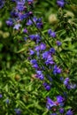 Echium Vulgare or Common Viper Bugloss Royalty Free Stock Photo