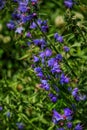 Echium Vulgare or Common Viper Bugloss