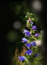 Echium vulgare known as vipers bugloss and blueweed