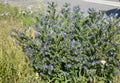 Echium vulgare, viper`s bugloss or blueweed is a bee plant with small vivid blue flowers Royalty Free Stock Photo