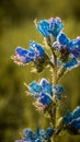 Echium vulgare, viper\'s bugloss and blueweed