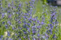 Echium vulgare vipers bugloss blueweed wild flowering plant, group of blue flowers in bloom on tall flowers stem