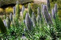 Echium webbi blue purple wild flower stalks