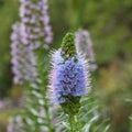 Echium webbii