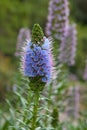 Echium webbii