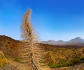 Echium wildpretii Red Tanajiste Rojo in Teide Tenerife