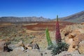 Echium Wildpretii on the Tenerife Teide volcano Royalty Free Stock Photo