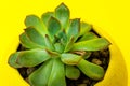 Echiveria in a yellow pot on Yellow background