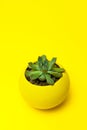 Echiveria in a yellow pot on Yellow background