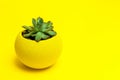 Echiveria in a yellow pot on Yellow background