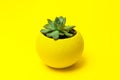 Echiveria in a yellow pot on Yellow background