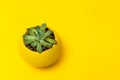 Echiveria in a yellow pot on Yellow background