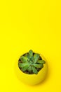 Echiveria in a yellow pot on Yellow background