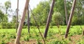 technology of growing hops, view of hemp in the countryside on a sunny morning day. Farming season. Brewing.