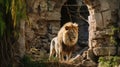 Echoes of Majesty: Lion\'s Journey Through Ancient Ruins