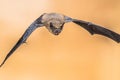 Echolocating pipistrelle bat crop Royalty Free Stock Photo