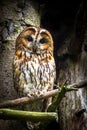 Eckenhagen, Germany - Brown Tawny Owl Strix Aluco