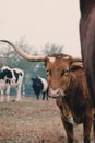 Eclectic cattle herd on farm Royalty Free Stock Photo