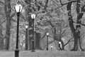 Black and white foggy forest with illuminated streetlamps