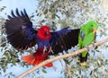 ECLECTUS eclectus roratus