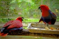 two Eclectus Parrots fighting on a branch Royalty Free Stock Photo