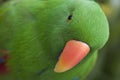 Eclectus Parrot Royalty Free Stock Photo