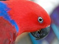 Eclectus Parrot Royalty Free Stock Photo