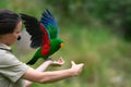 Eclectus parrot on arm of keeper at Healesville Sanctuary