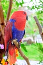 Eclectus Parrot