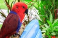 Eclectus Parrot