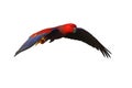 Eclectus parrot bird