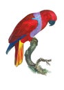 The Eclectus Parrot