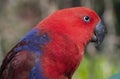 Eclectus parrot Eclectus roratus colorful bird Closeup Portrai