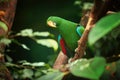 Eclectus parrot, Eclectus roratus, green, colorful parrot native to Solomon Islands, Sumba, New Guinea. Male. Bird in captivity