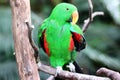 Eclectus Parrot Eclectus Roratus in its Natural Environment