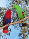 ECLECTUS eclectus roratus