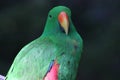 An eclectus parrot (Eclectus roratus