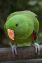 Eclectus Parrot - Male